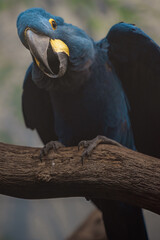 Hyacinth macaw