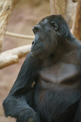 Western gorilla