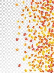 Maple leaves vector illustration, autumn foliage on transparent background.