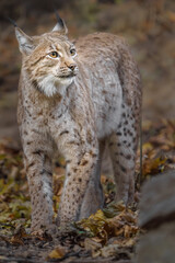 Eurasian lynx