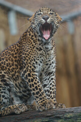 Sri Lankan leopard