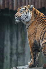 Sumatran tiger