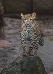 Sri Lankan leopard