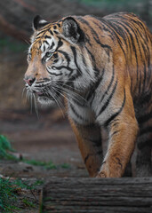 Naklejka na ściany i meble Sumatran tiger