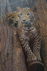 Sri Lankan leopard