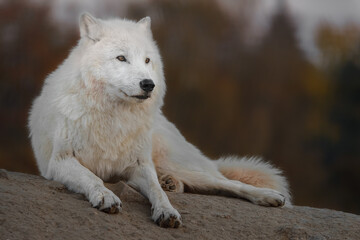 Arctic wolf