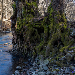 Big tree root covered with green moss on riverbank. Closeup of green moss on tree roots. 