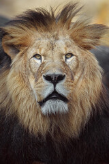 North African lion
