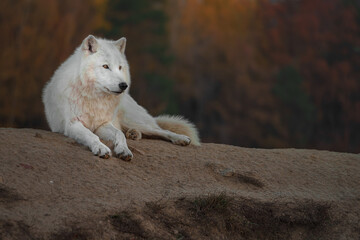 Arctic wolf
