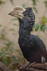 Silvery-cheeked hornbill