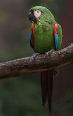 Chestnut-fronted macaw