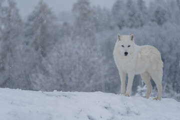 Arctic wolf