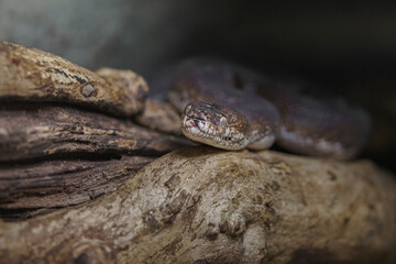 Macklot's python