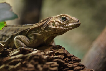 Cuban rock iguana