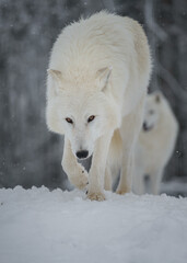 Arctic wolf