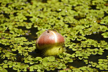 Victoria amazonica also called Victoria regia is a species of flowering plant, the second largest in the water lily family Nymphaeaceae. Amazonas, Brazil.