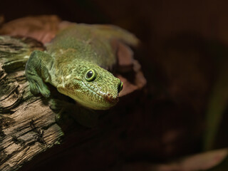 Standing's day gecko