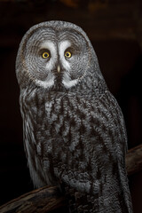 Great grey owl
