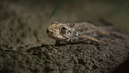 Anolis