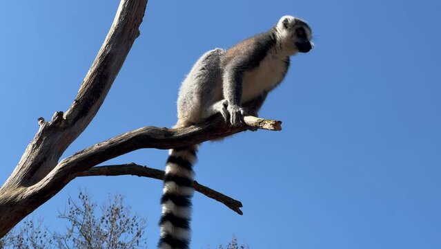 Ring-tailed lemur. Cute and funny lemurs against the blue sky. Stock video clip. 4K