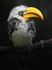 Eastern yellow-billed hornbill