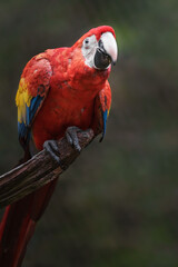 Scarlet macaw