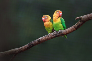 Fischer's lovebird