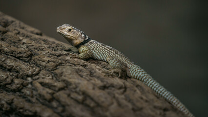 Blue spiny lizard