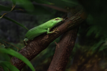Emerald tree skink