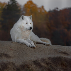 Arctic wolf