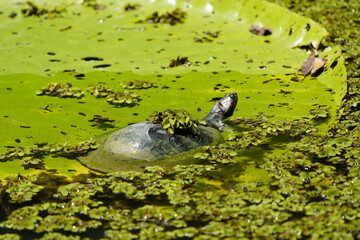 The Amazonian turtle (Podocnemis expansa) is a freshwater chelonian of the Podocnemididae family that lives in the Amazon River and its tributaries.