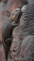 Stokes's skink