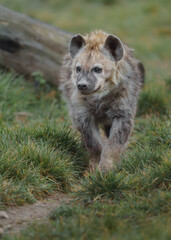 Spotted hyena