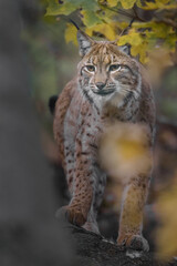 Eurasian lynx