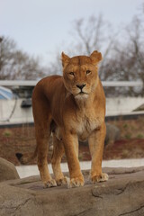 León 