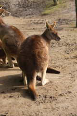 Canguro 