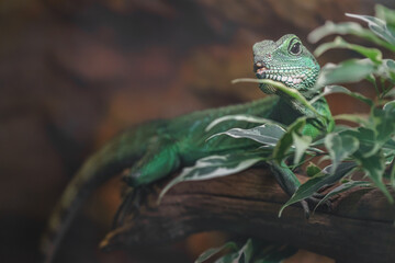 Chinese water dragon