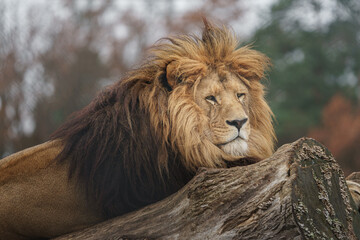 Lion