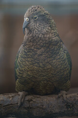 Kea