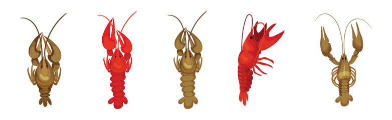 Lobster as Large Marine Crustacean with Muscular Tail and Claw Pair Vector Set