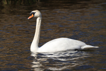 Cygne tuberculé --- Cygne muet (Cygnus olor)