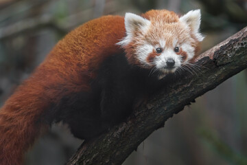 Red panda
