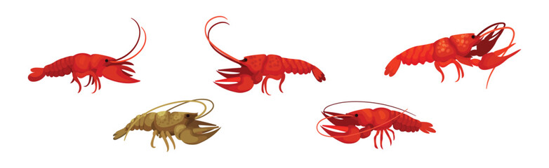 Lobster as Large Marine Crustacean with Muscular Tail and Claw Pair Vector Set