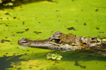 Spectacled caiman (Caiman crocodilus) Alligatoridae family. Amazon Rainforest, Brazil.