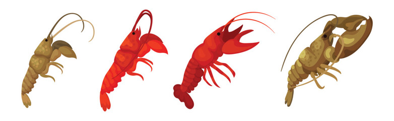 Lobster as Large Marine Crustacean with Muscular Tail and Claw Pair Vector Set