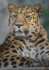 Fototapeta na wymiar Amur leopard