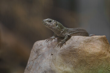 The emerald tree skink