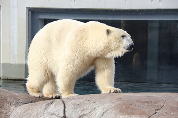 Oso polar 