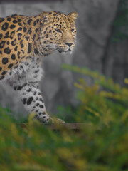 Amur leopard