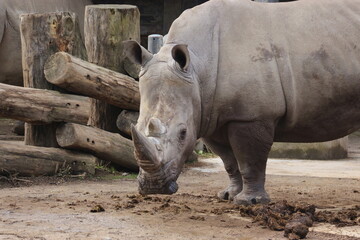Obraz premium Rinoceronte 